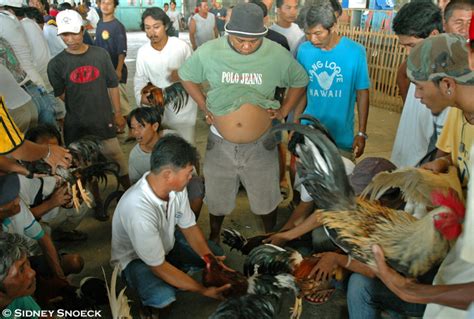 Ulutan sabong in English with contextual examples .